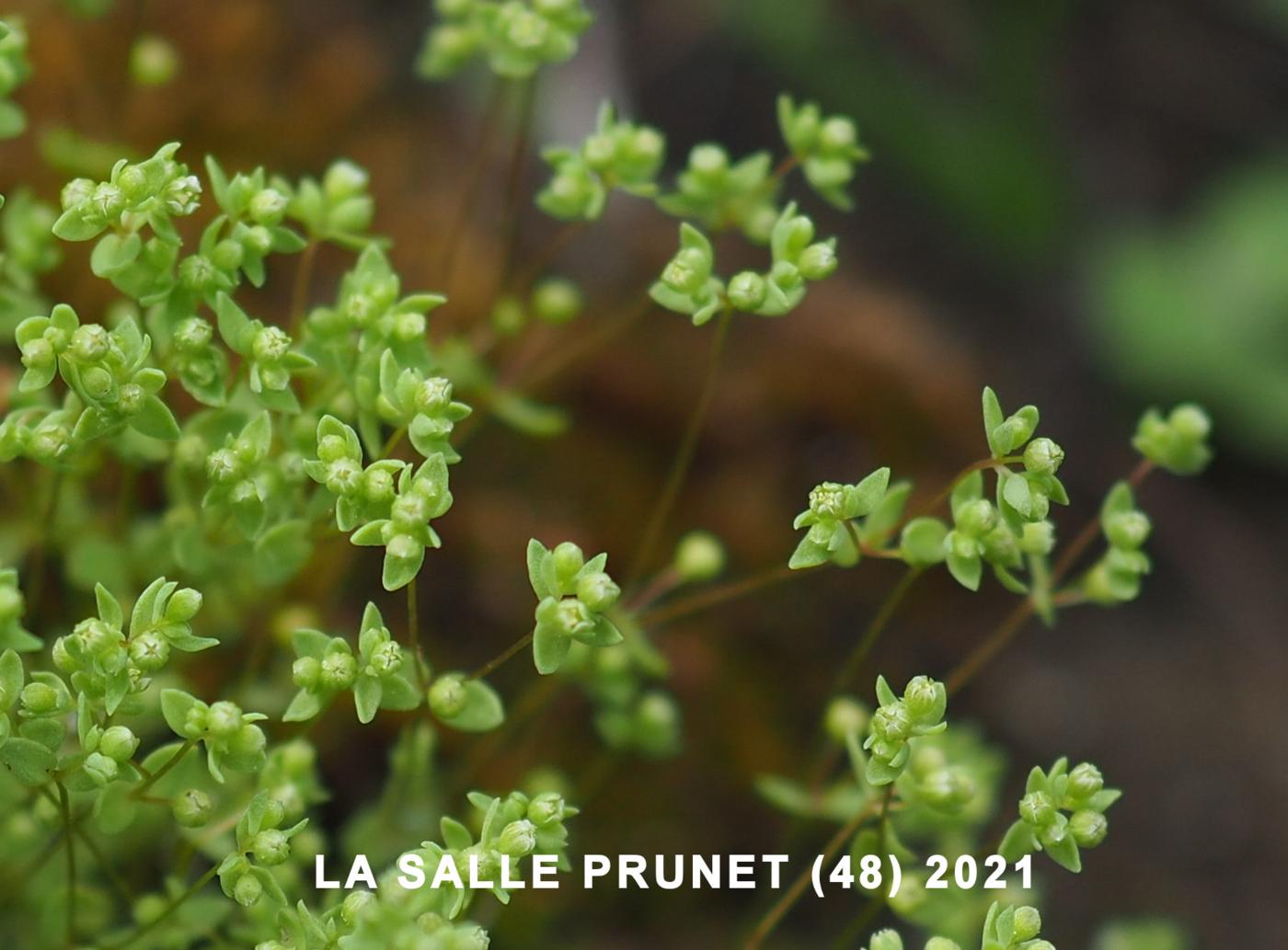 All-seed, Flax-leaved flower